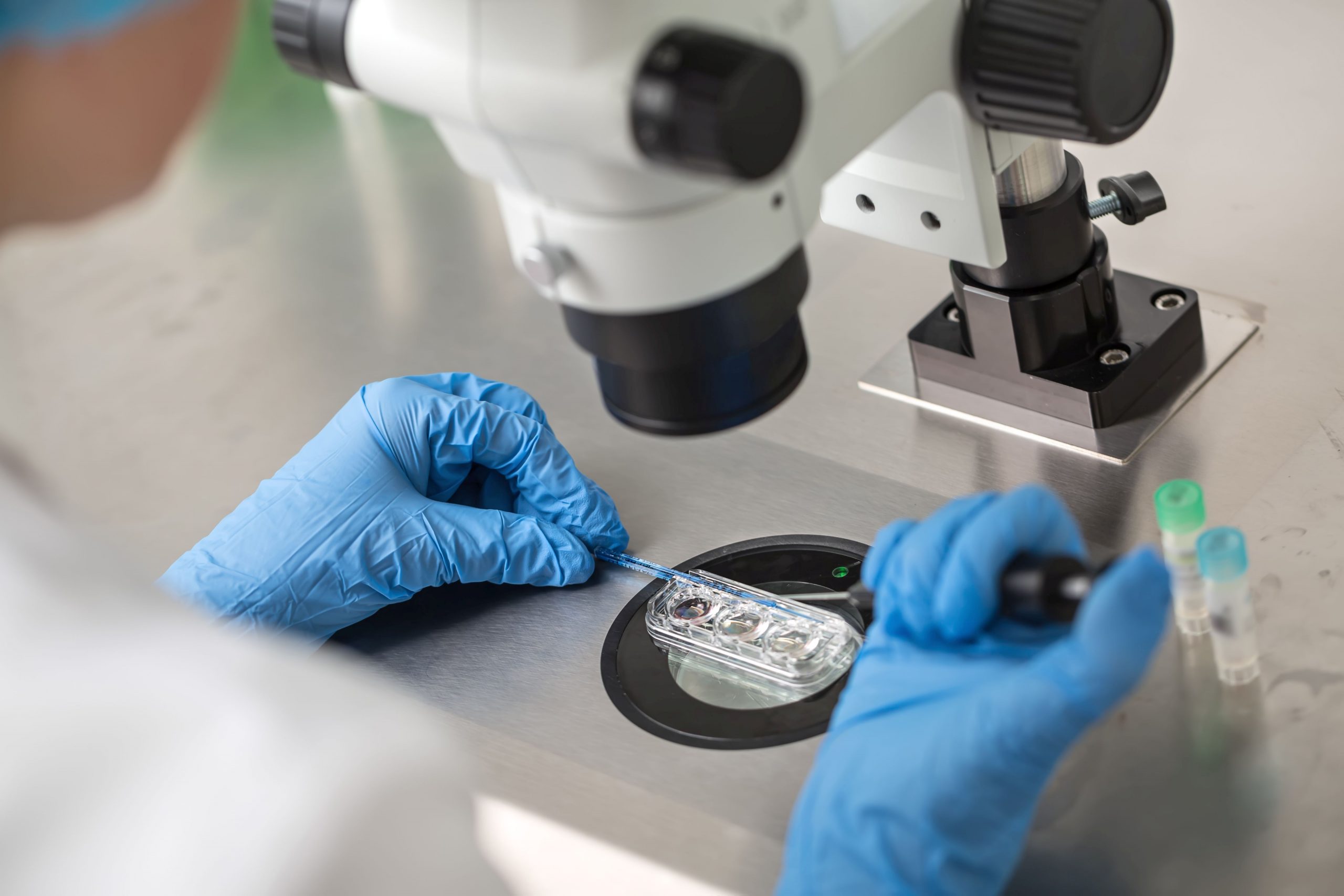 IVF fertilization