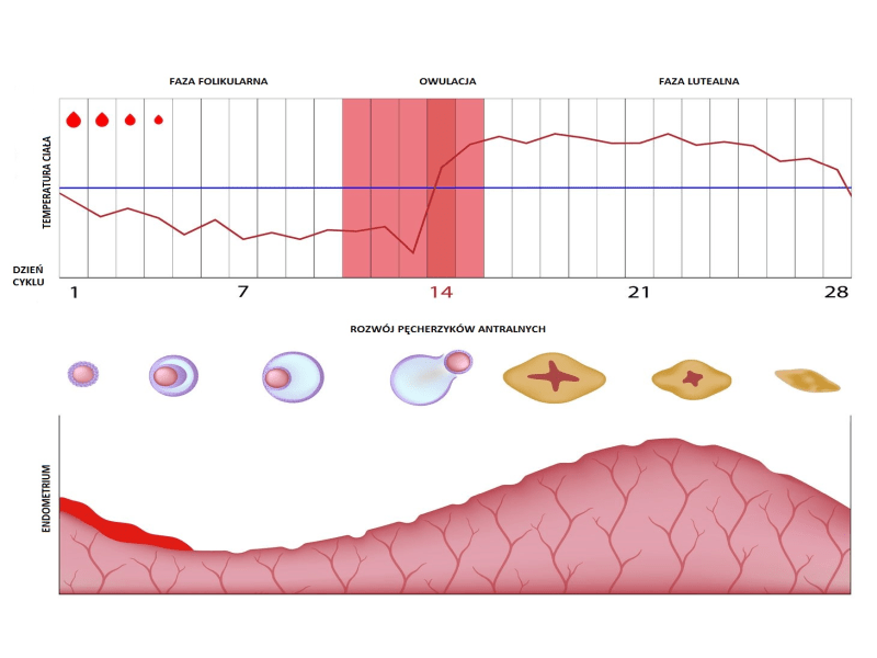 Biopsja endometrium biopsja endometrium kiedy badanie