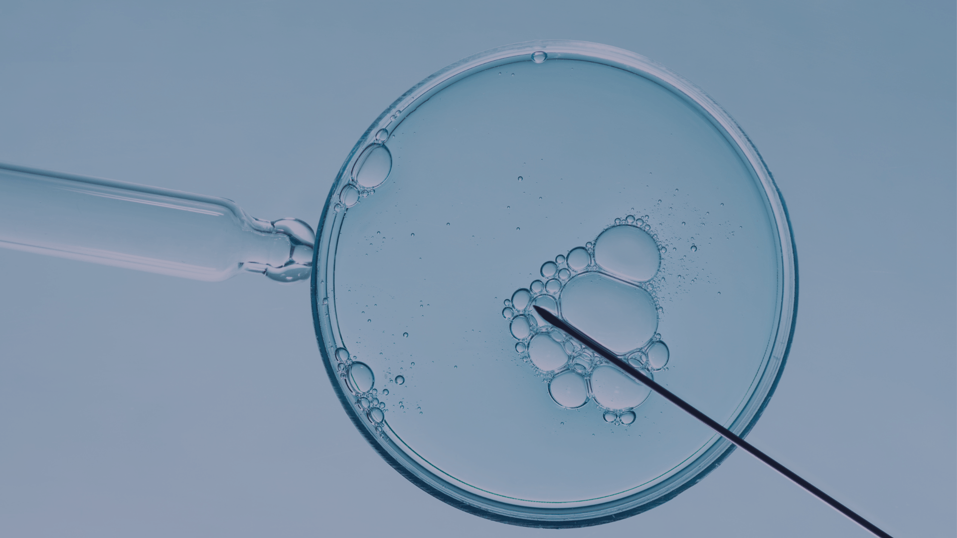 in vitro poznań