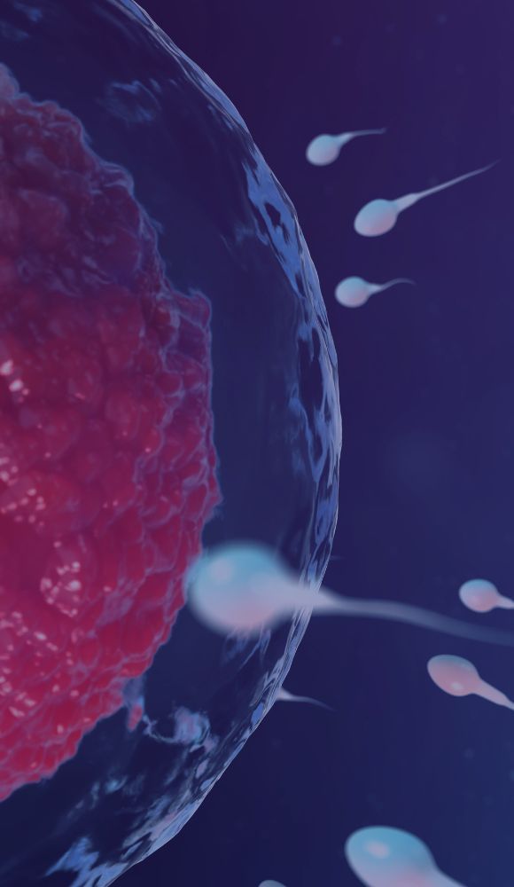 immunologia rozrodu