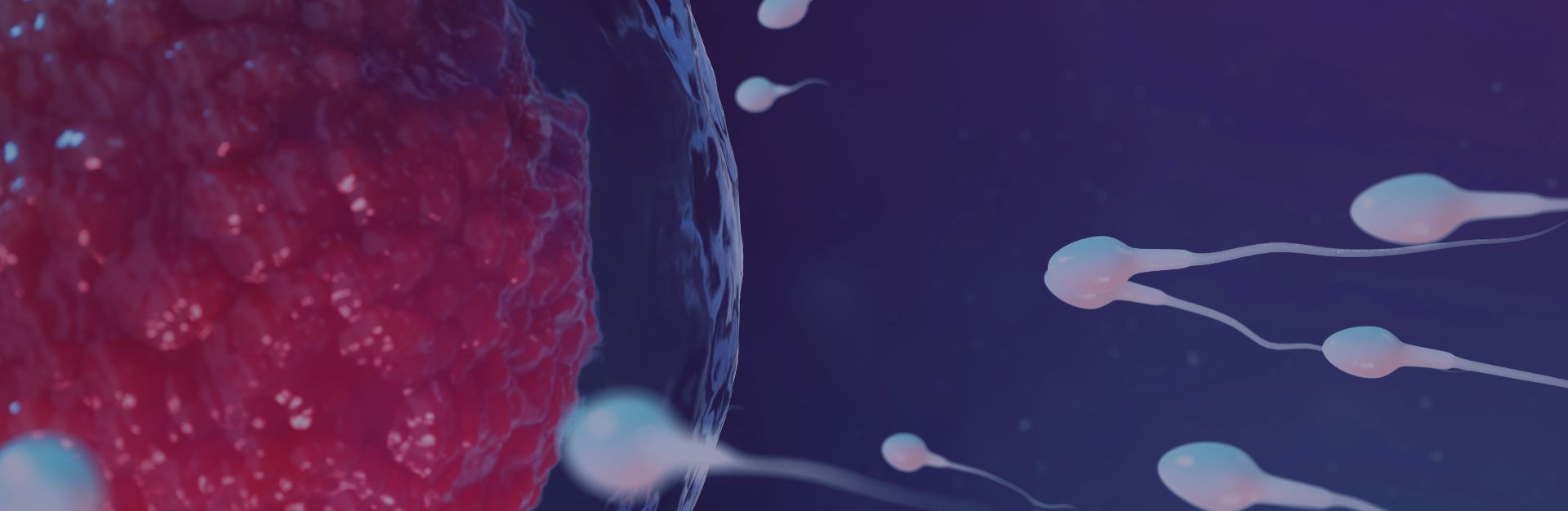 immunologia rozrodu